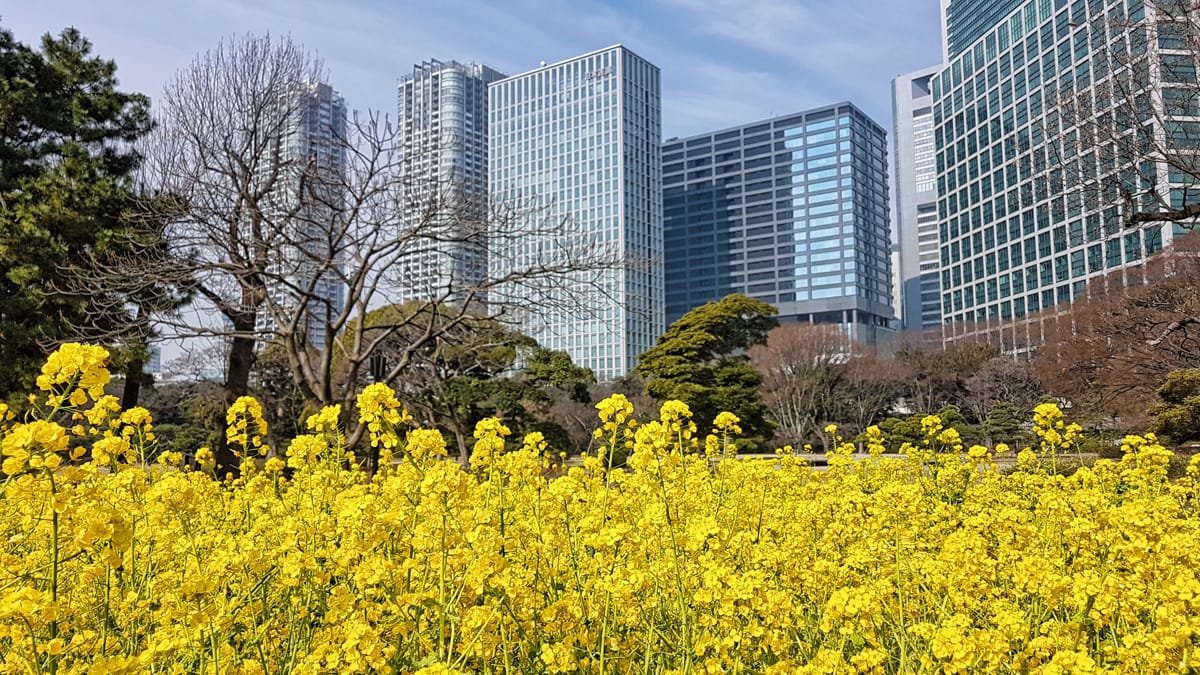 Jardines de Hamarikyu