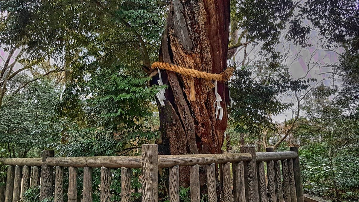 shimogamo arbol atado