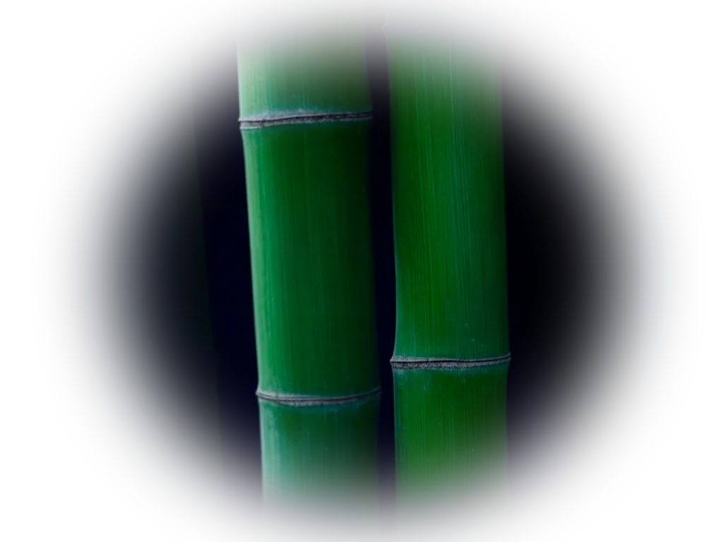detalle bambu