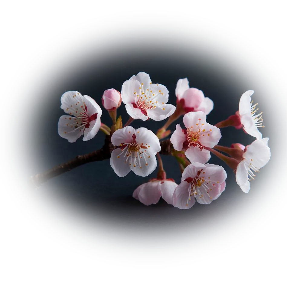 rama cerezo japon