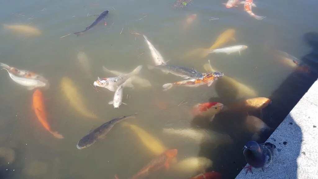 Peces Koi: símbolos de belleza y fortaleza en Japón