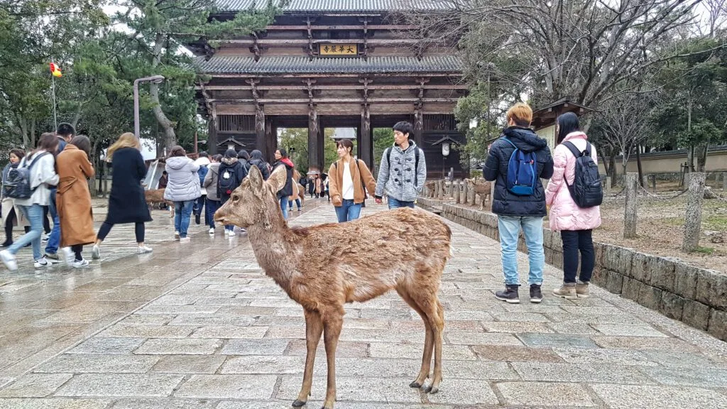 Ciervos de Nara: guía para una experiencia única en Japón